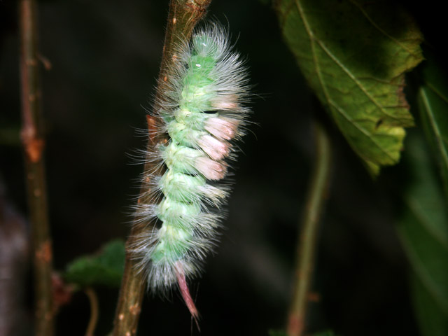 Calliteara pudibunda - Copyright © Hugues Mouret